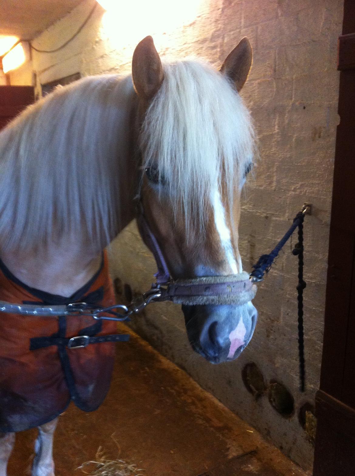 Haflinger Walmue (Muhh) billede 4