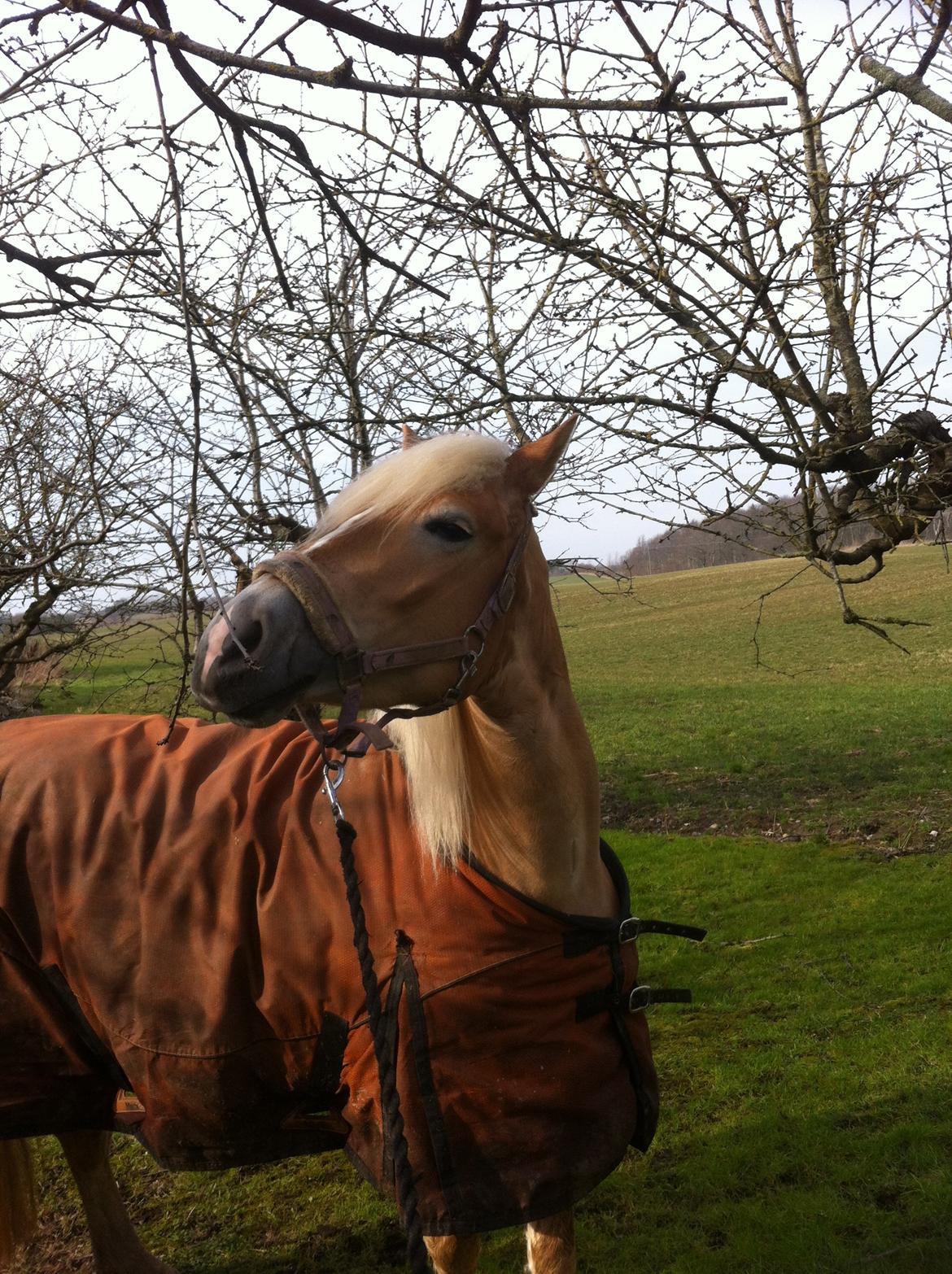 Haflinger Walmue (Muhh) billede 10