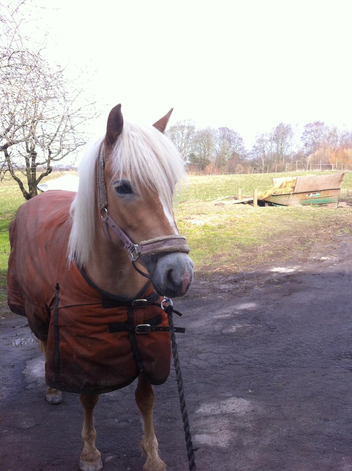 Haflinger Walmue (Muhh) billede 13