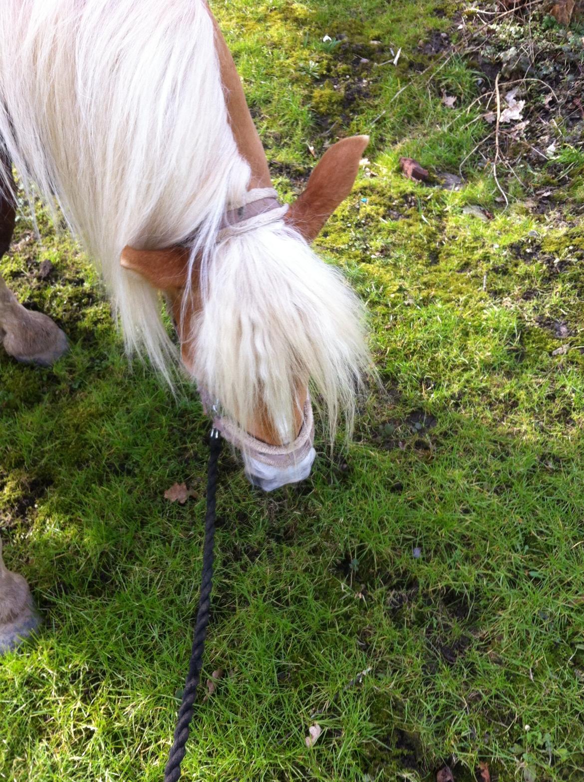 Haflinger Walmue (Muhh) billede 11