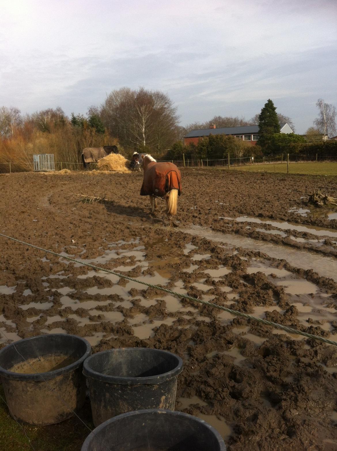 Haflinger Walmue (Muhh) billede 14
