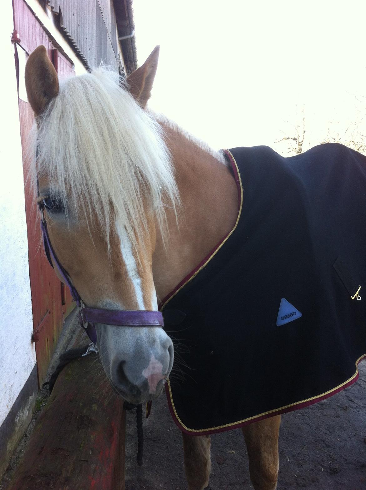 Haflinger Walmue (Muhh) billede 12