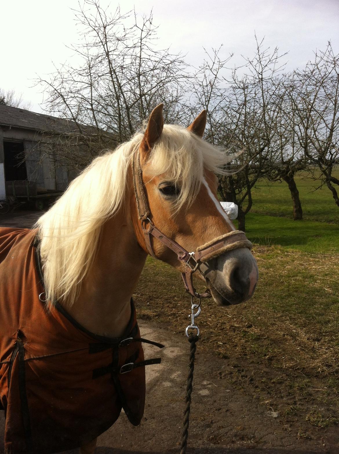 Haflinger Walmue (Muhh) billede 2