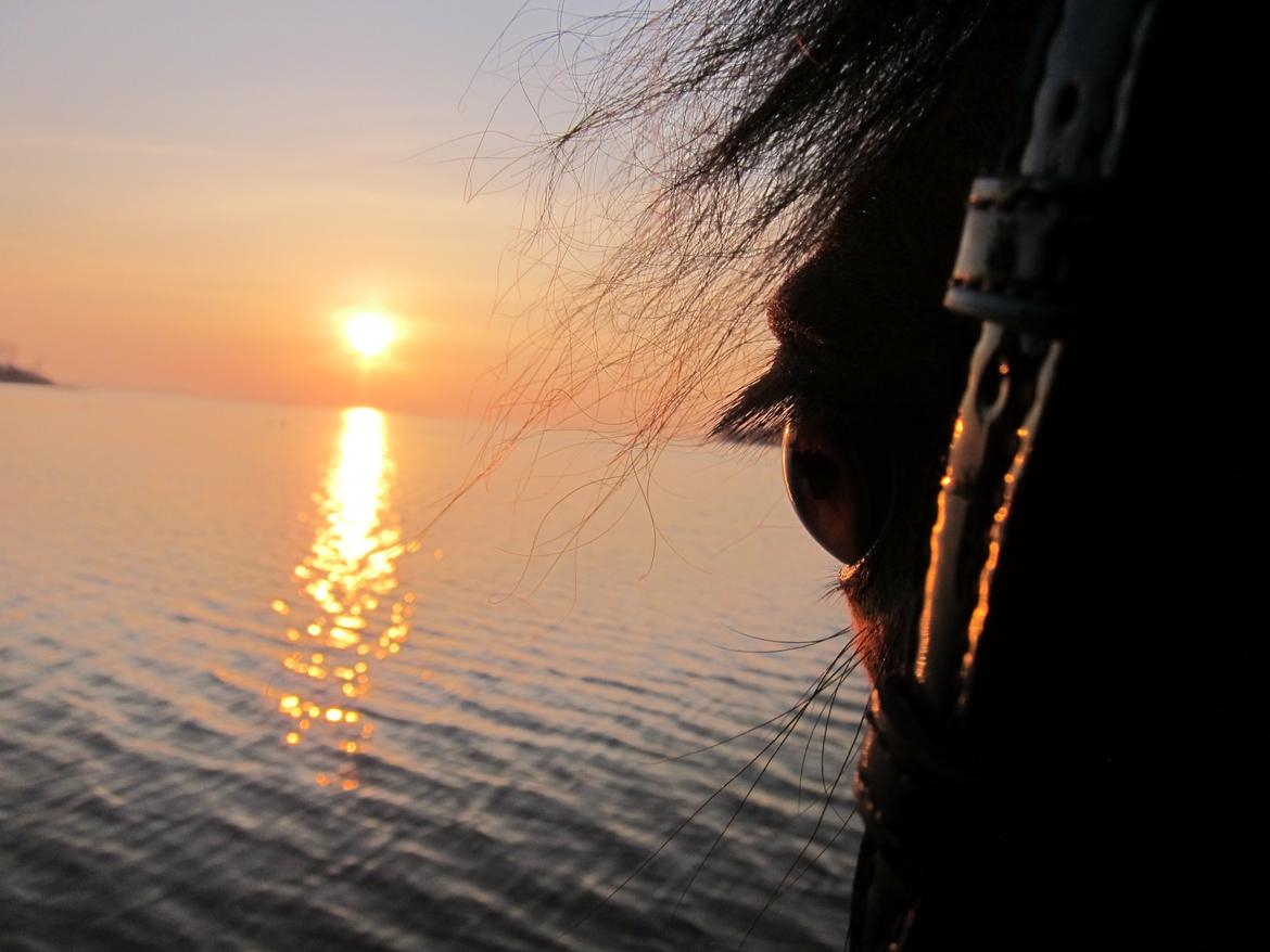 Anden særlig race helleruphus Celeste //MY SOULMATE!<3// - taget d. 29/3-15 billede 2