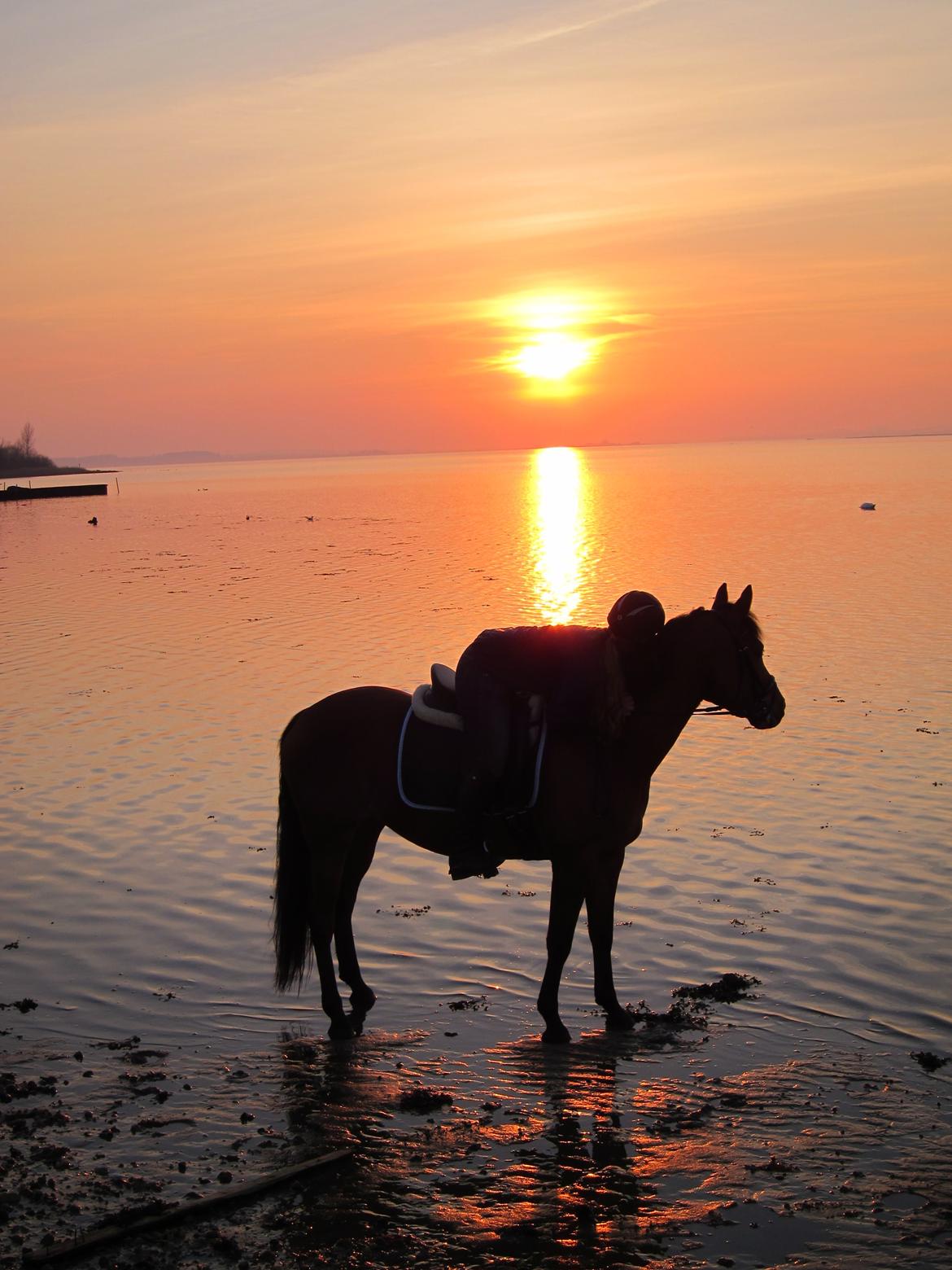 Anden særlig race helleruphus Celeste //MY SOULMATE!<3// - der er ikke noget smukkere end at se solnedgang fra ryggen af sin bedste ven<3 billede 8