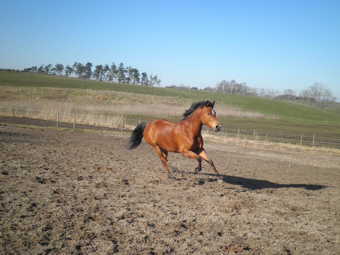 Anden særlig race helleruphus Celeste //MY SOULMATE!<3// billede 13