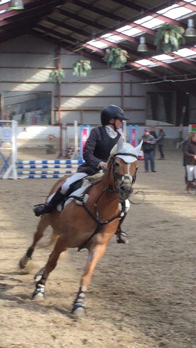 Haflinger Myra billede 18