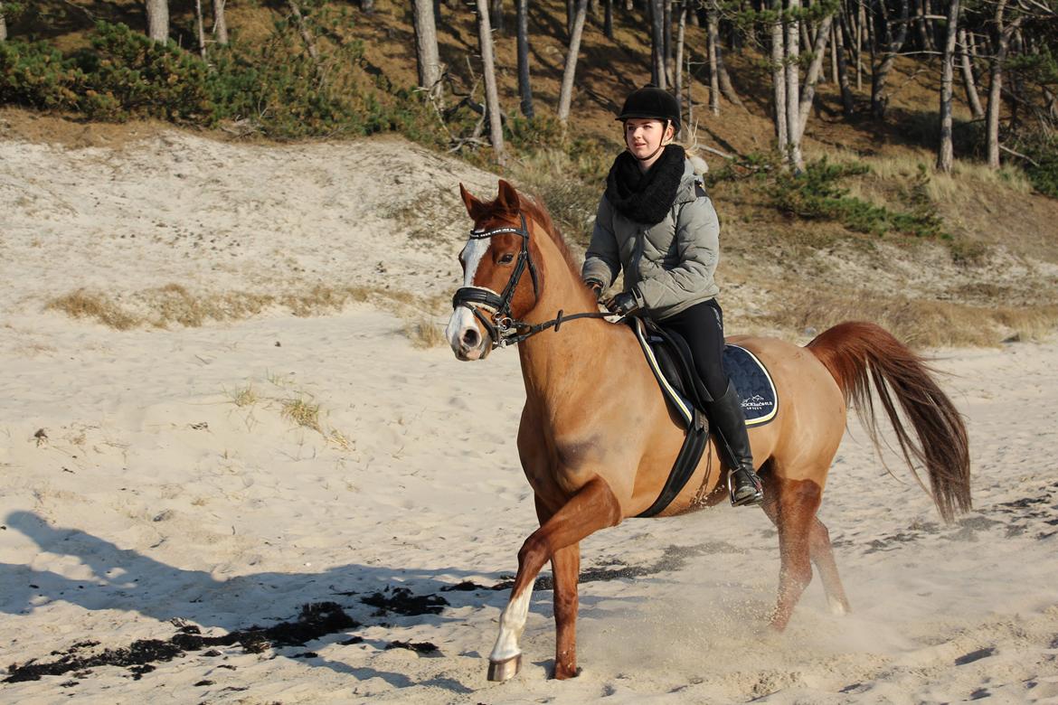 Sportsaraber (A) Ryttergårdens Shakie (Solgt) - Første gang i hans liv, Shakie er på en strand. 19/3-15 billede 13