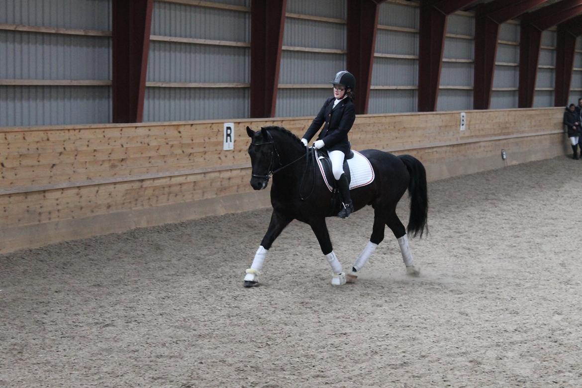 New Forest Kronborggaards Gigolo billede 1