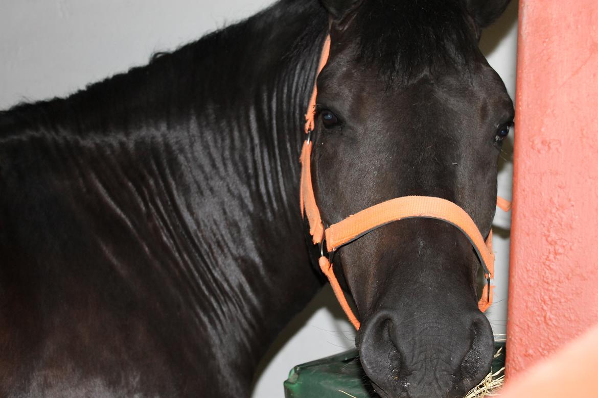 New Forest Kronborggaards Gigolo billede 2