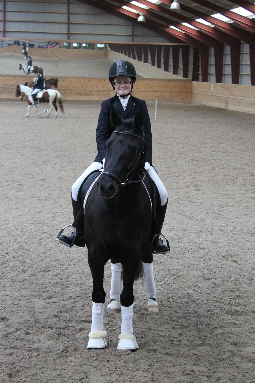 New Forest Kronborggaards Gigolo billede 3