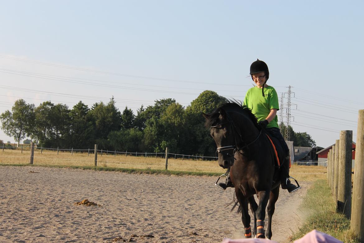 New Forest Kronborggaards Gigolo billede 4