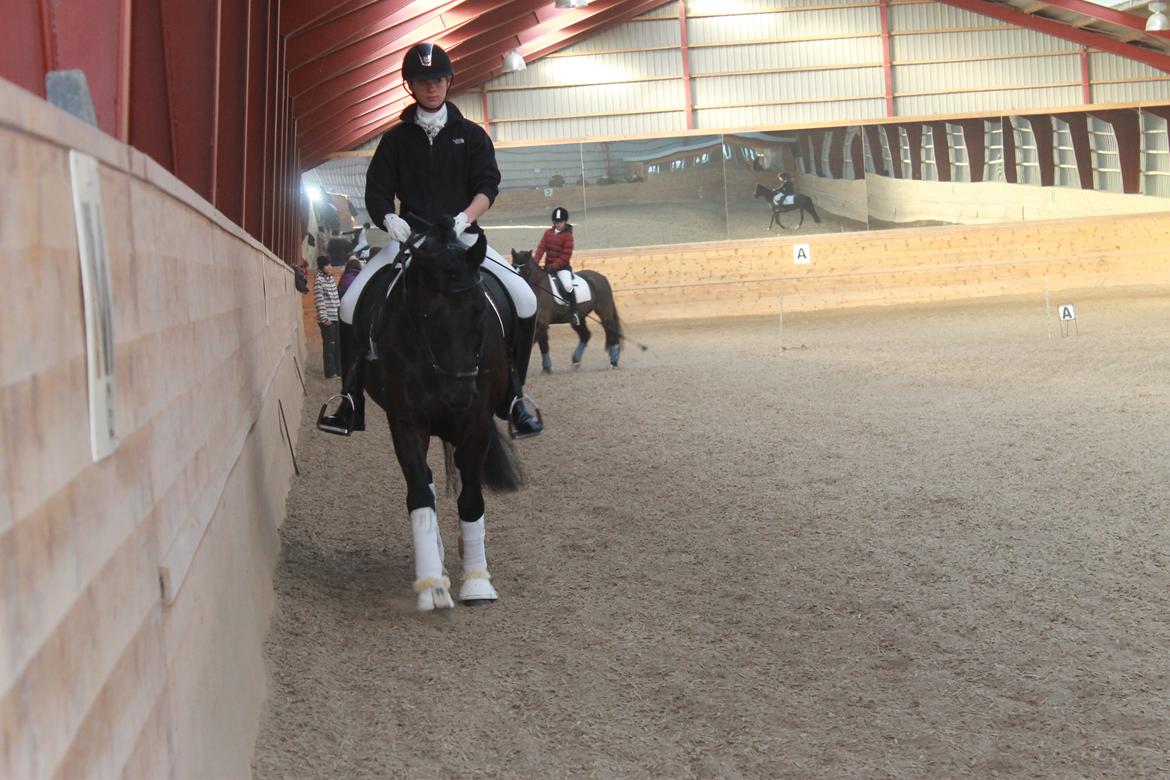 New Forest Kronborggaards Gigolo billede 5