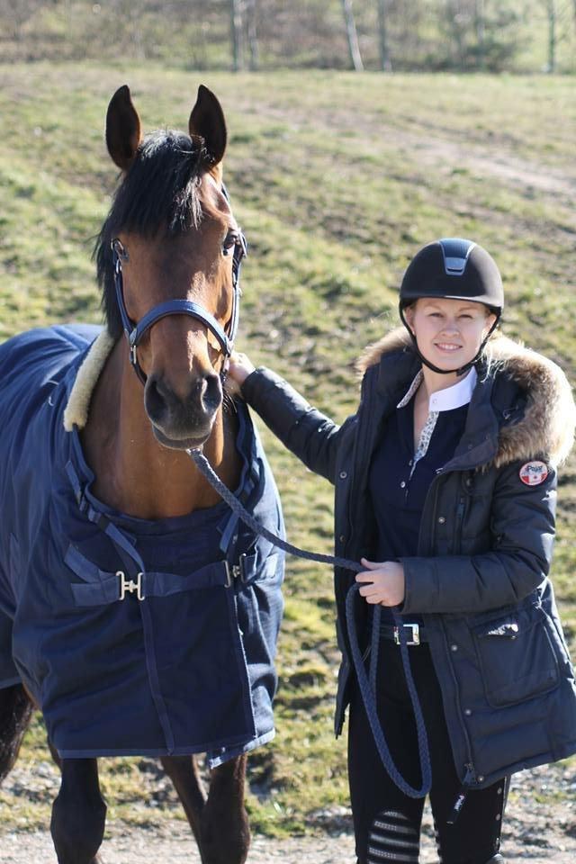 Svensk Varmblod Cherrio (swb) billede 2