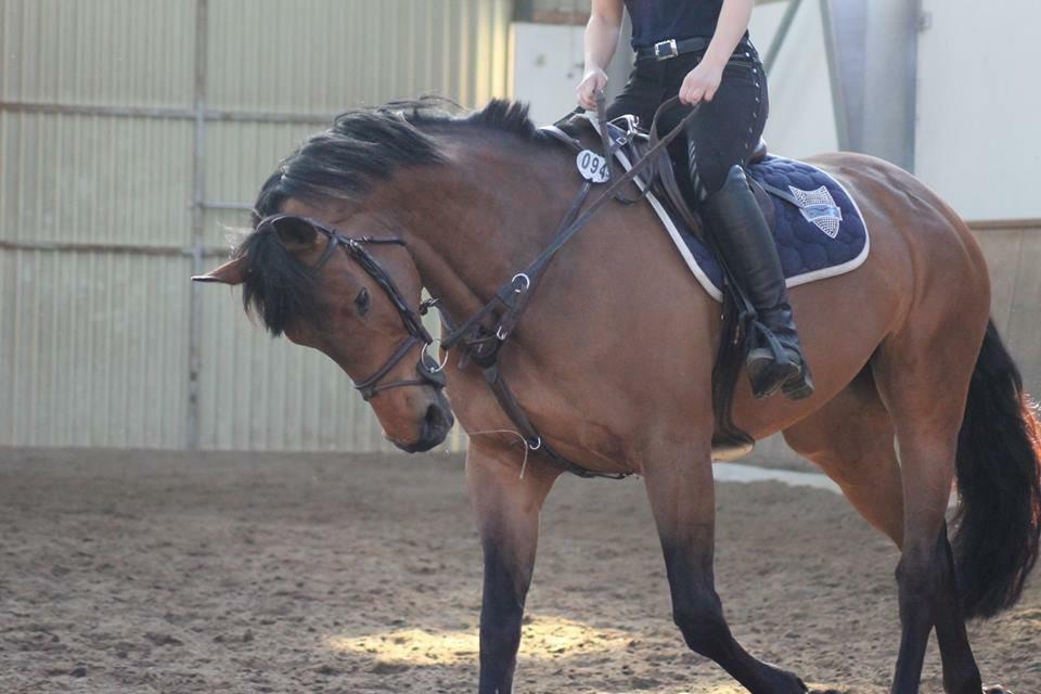 Svensk Varmblod Cherrio (swb) billede 9