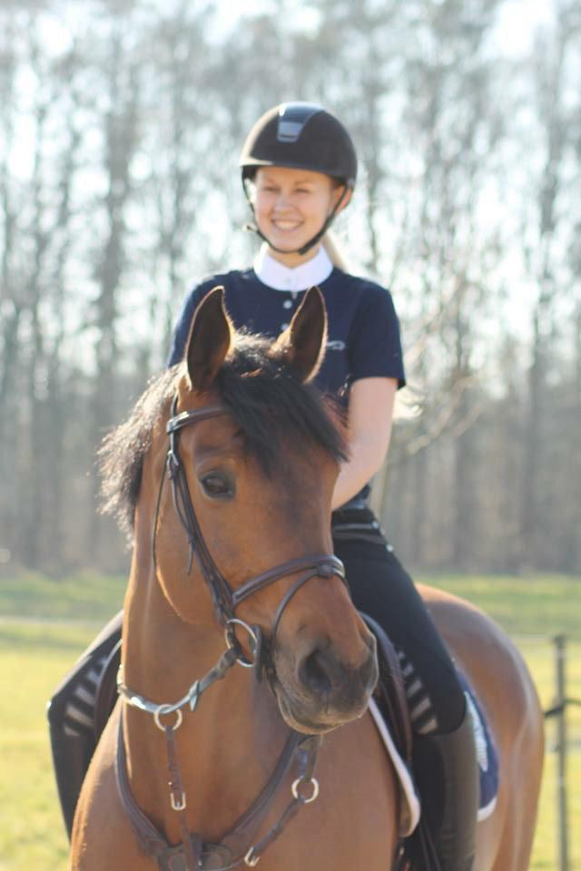 Svensk Varmblod Cherrio (swb) billede 10