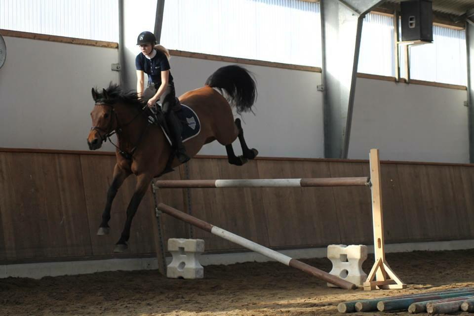 Svensk Varmblod Cherrio (swb) billede 11