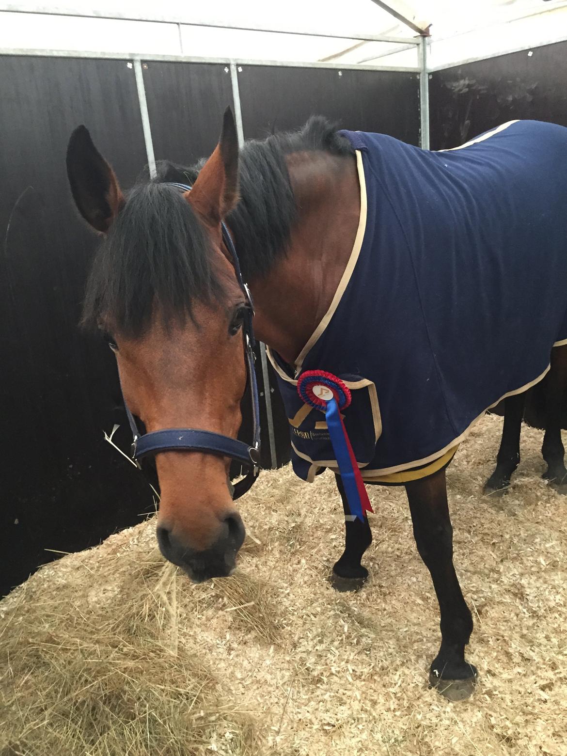 Svensk Varmblod Cherrio (swb) - Andet stævne på hillerødsportsrideklub. Her står hun i tæltstalden da vi tog en overnatning fra torsdag til fredag. så vi kunne ride undervisning torsdag og stævne fredag… 0 fejl i LB*-105  billede 6