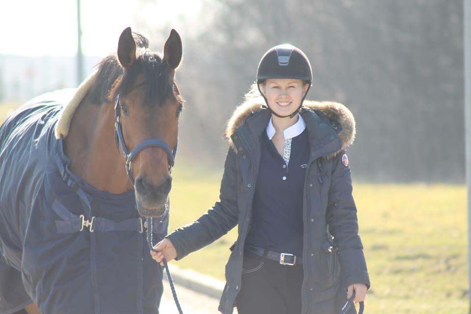 Svensk Varmblod Cherrio (swb) billede 12