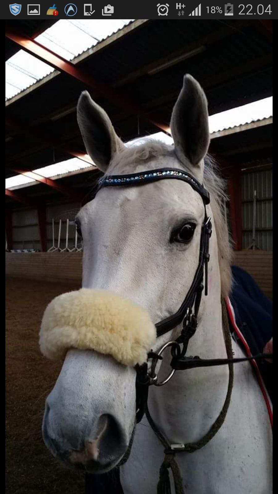 Dansk Varmblod La-troya billede 16