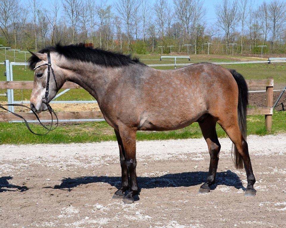 Anden særlig race Smartie<3 - Flotte farver :o billede 11