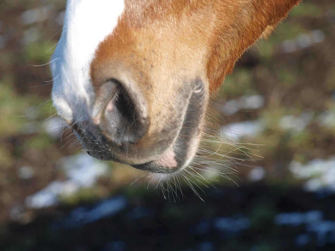Anden særlig race Eponine!*<3 den bedste pony!<3 billede 13