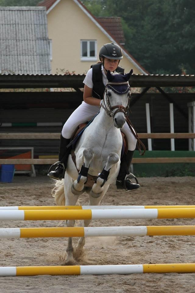Welsh Pony (sec B) Skovbjergs Choice billede 19