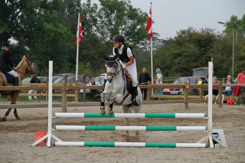 Welsh Pony (sec B) Skovbjergs Choice billede 20