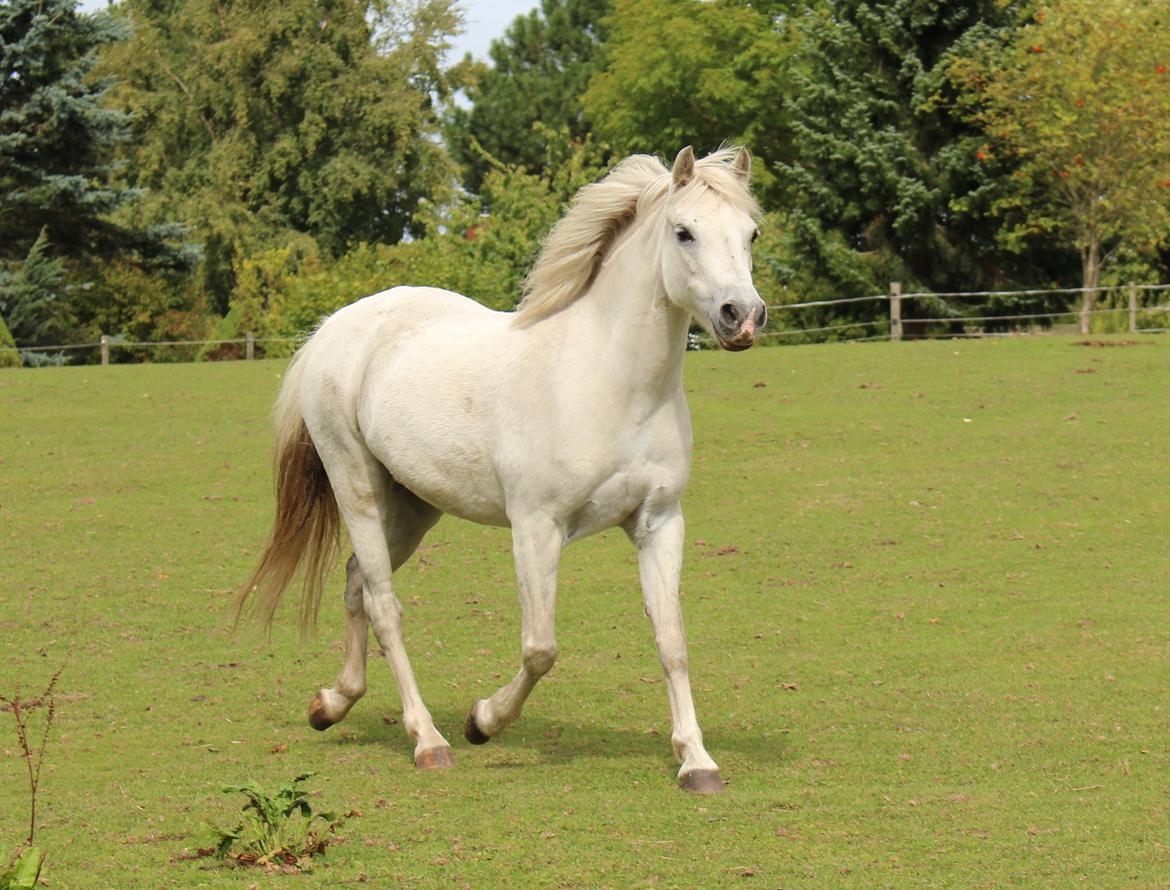 Welsh Pony (sec B) Rosengårdens Pollyanna billede 20