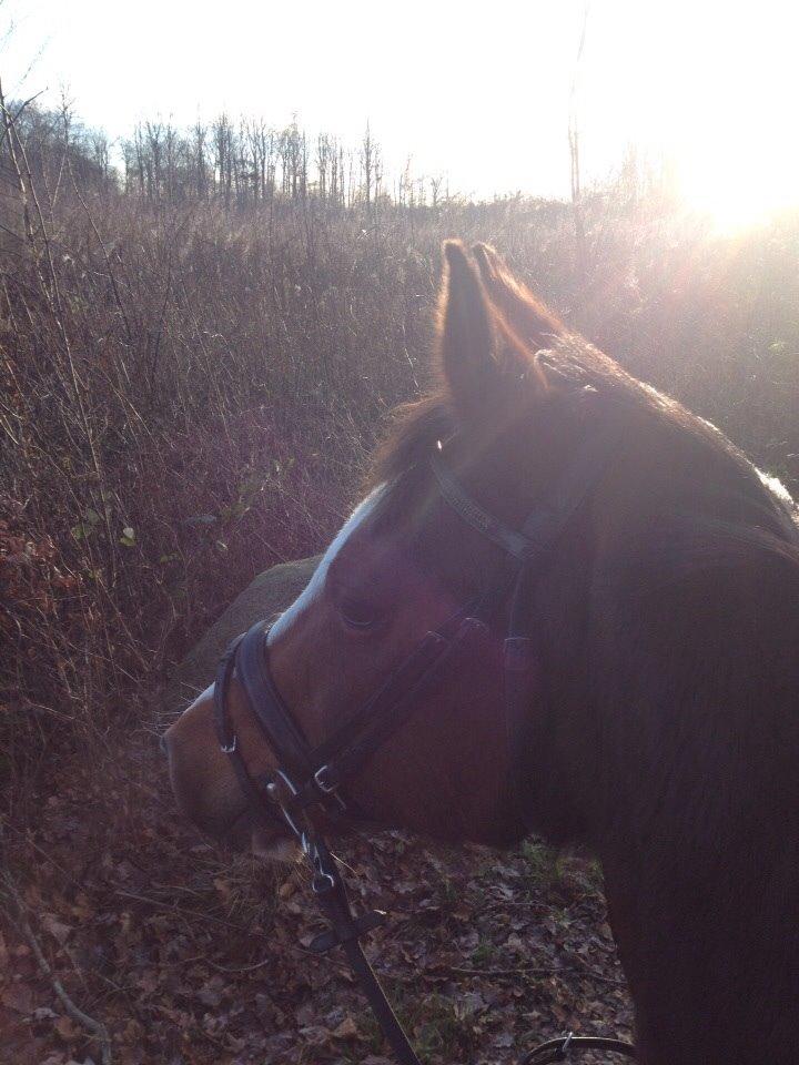 Anden særlig race Chanel (Himmelhest :'( ) billede 1