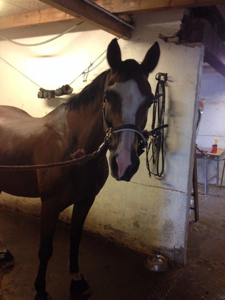 Anden særlig race Chanel (Himmelhest :'( ) billede 2