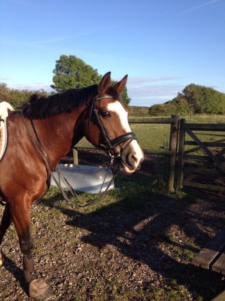 Anden særlig race Chanel (Himmelhest :'( ) billede 3