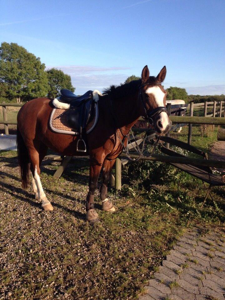 Anden særlig race Chanel (Himmelhest :'( ) billede 4