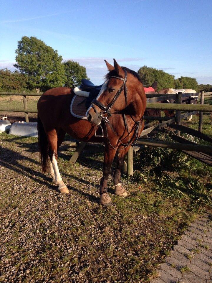 Anden særlig race Chanel (Himmelhest :'( ) billede 5