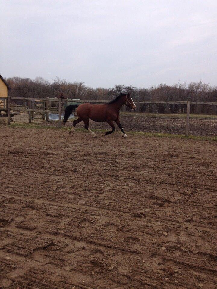 Anden særlig race Chanel (Himmelhest :'( ) billede 6