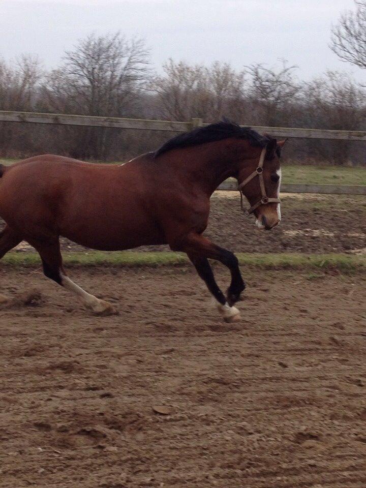 Anden særlig race Chanel (Himmelhest :'( ) billede 7