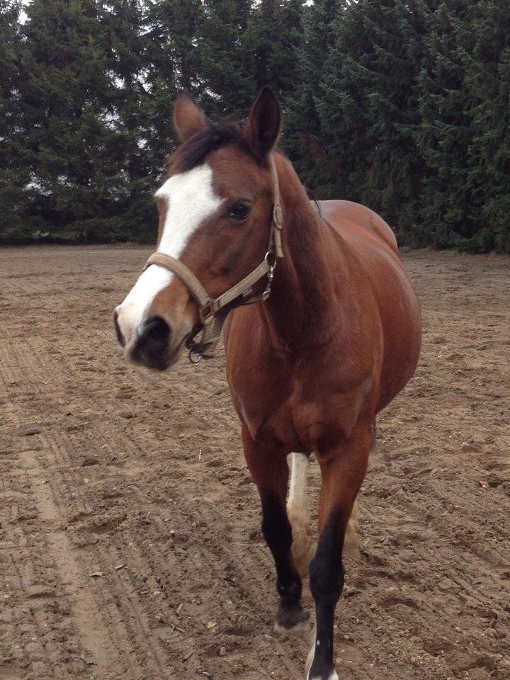 Anden særlig race Chanel (Himmelhest :'( ) billede 8