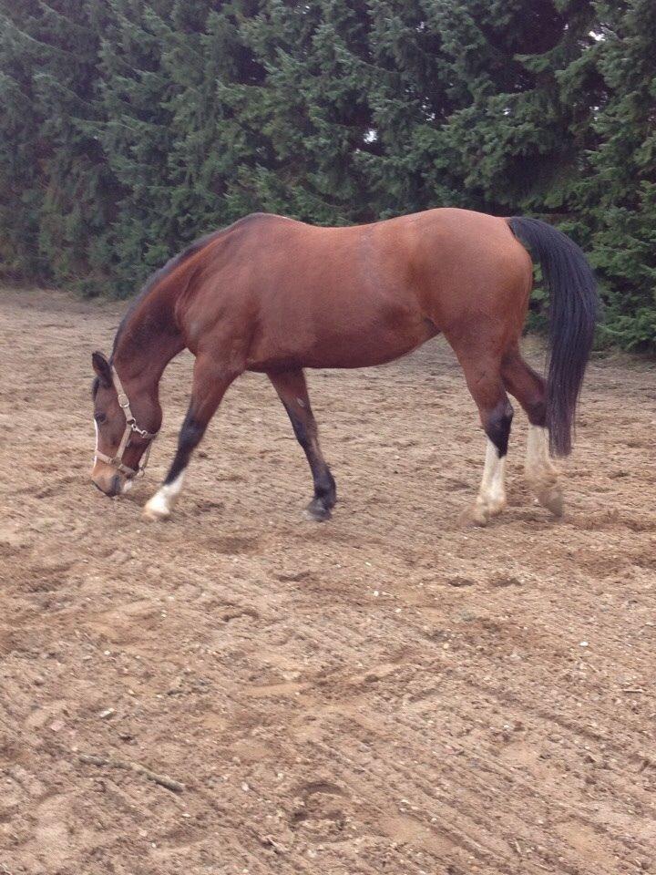 Anden særlig race Chanel (Himmelhest :'( ) billede 9