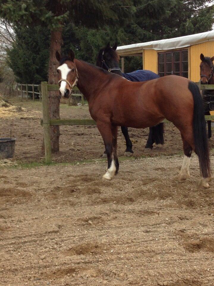 Anden særlig race Chanel (Himmelhest :'( ) billede 10