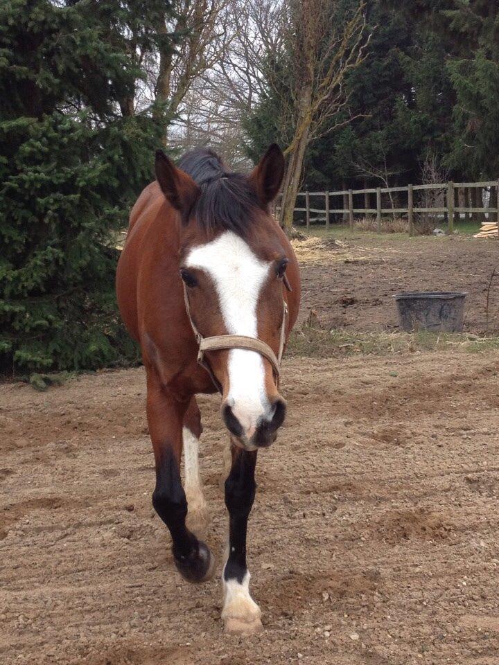 Anden særlig race Chanel (Himmelhest :'( ) billede 11