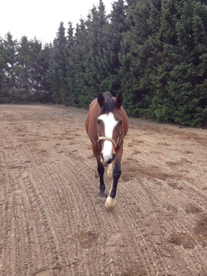 Anden særlig race Chanel (Himmelhest :'( ) billede 12