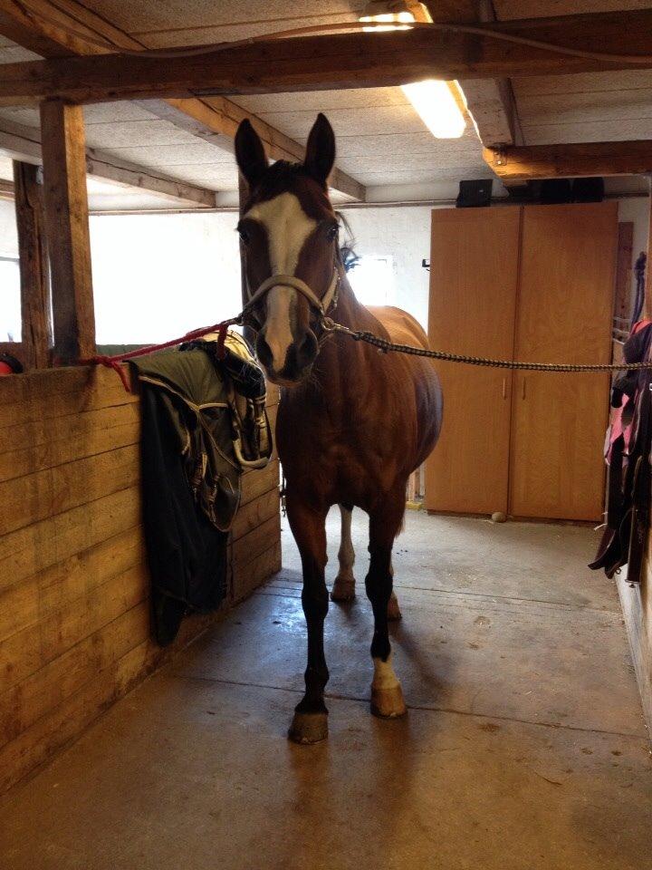 Anden særlig race Chanel (Himmelhest :'( ) billede 13