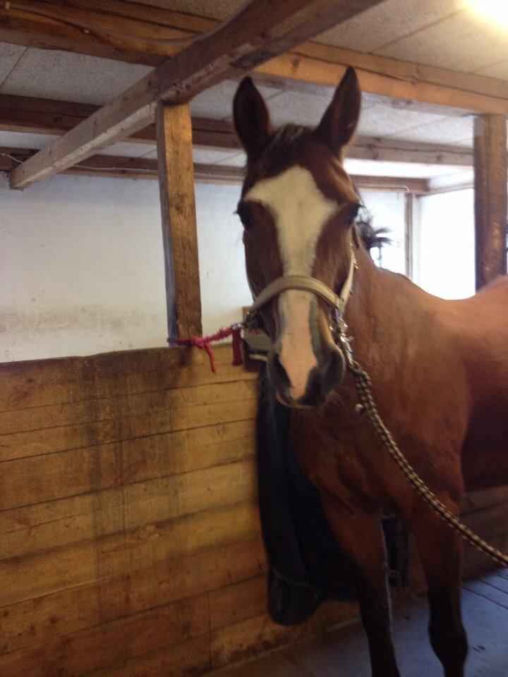 Anden særlig race Chanel (Himmelhest :'( ) billede 14