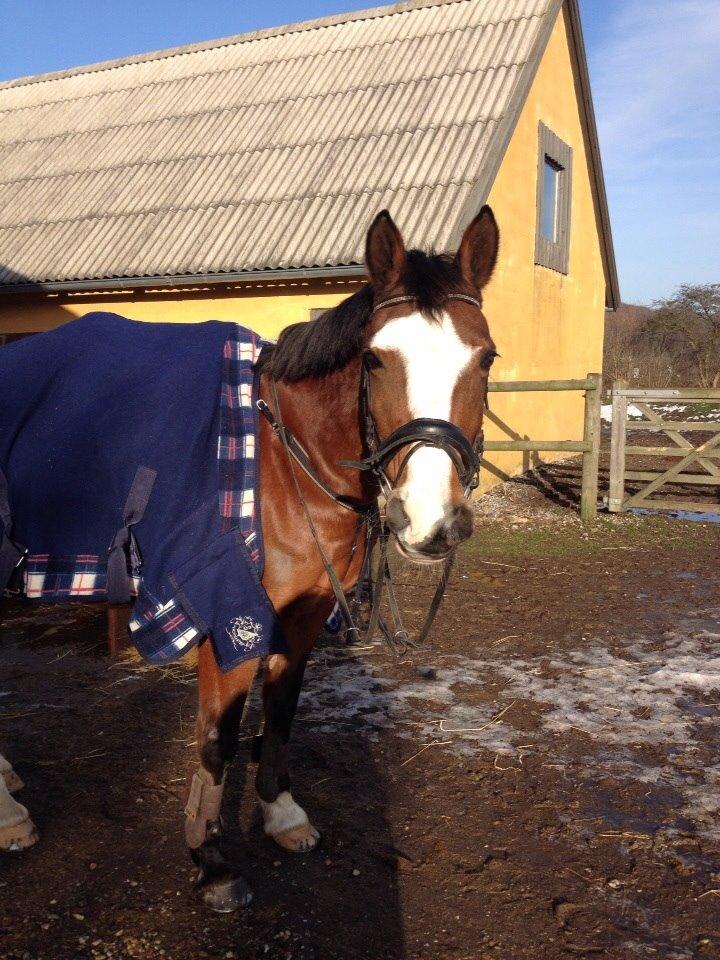 Anden særlig race Chanel (Himmelhest :'( ) billede 16