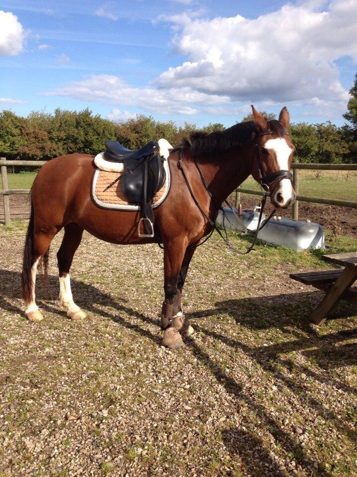 Anden særlig race Chanel (Himmelhest :'( ) billede 17