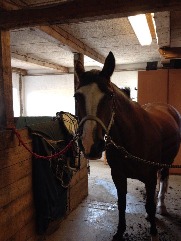 Anden særlig race Chanel (Himmelhest :'( ) billede 18