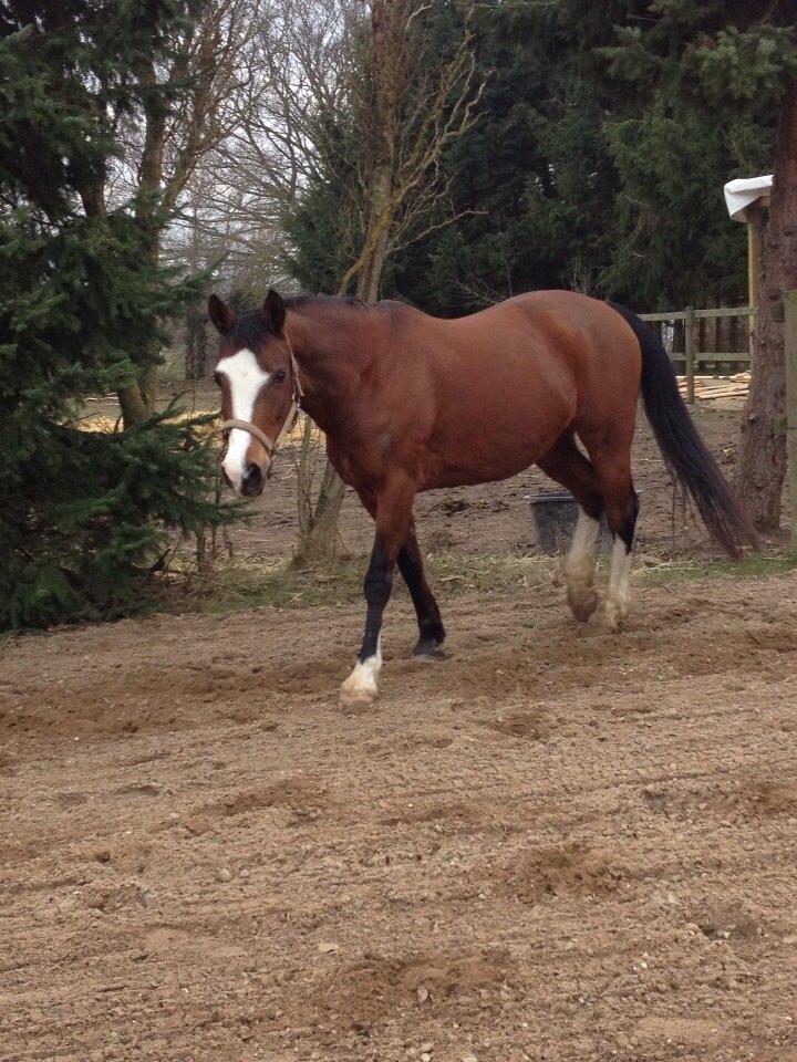 Anden særlig race Chanel (Himmelhest :'( ) billede 19