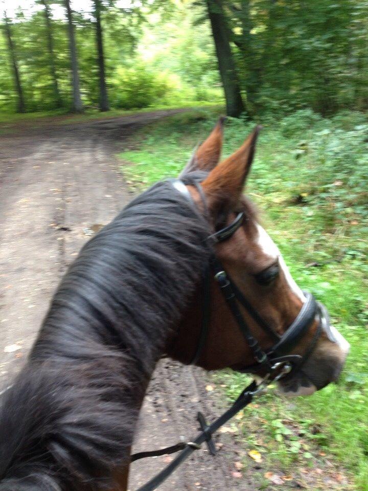 Anden særlig race Chanel (Himmelhest :'( ) billede 20