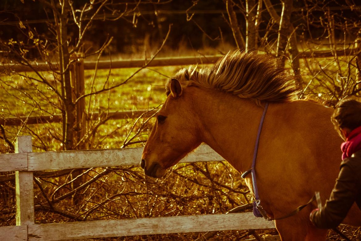 Anden særlig race Lukas billede 3