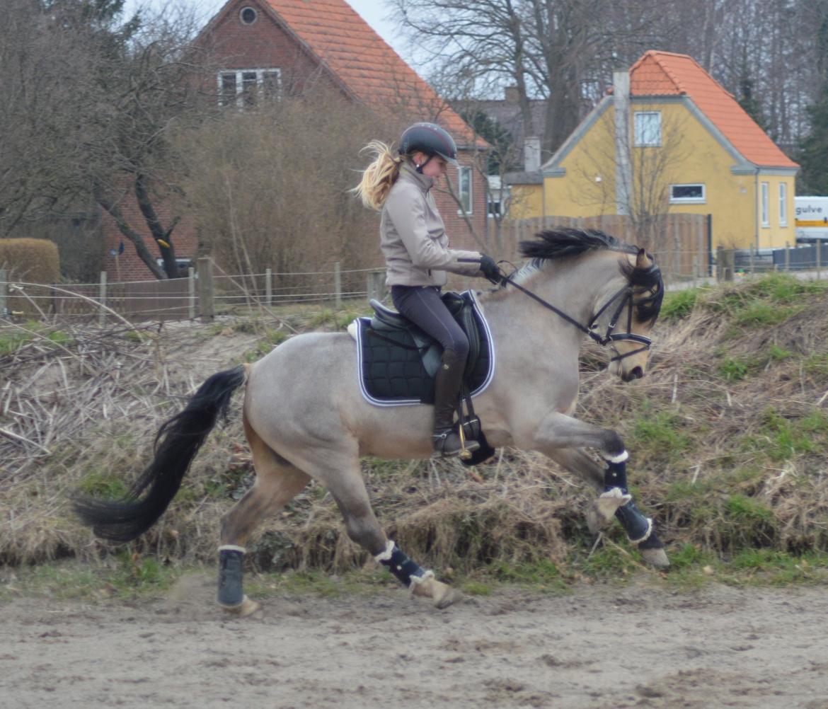 Welsh Pony af Cob-type (sec C) Gribsvads Little Hector (A-pony) billede 23